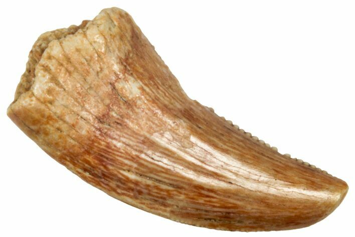 Serrated, Dromaeosaurid Theropod (Acheroraptor) Tooth - Montana #326490